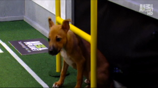 Illustration for article titled Your Obligatory, Adorable Puppy Bowl VII Highlights